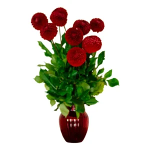 Red Dahlia Plant