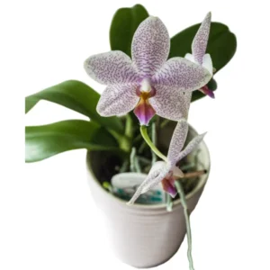 Phalaenopsis Hiroshima