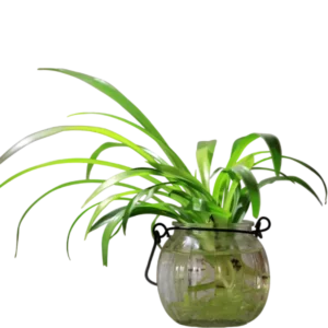 Spider plant