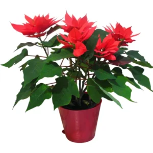 Sealok Poinsettia Plant